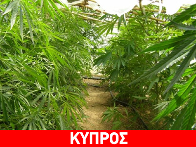 Κύπρος: Προς νομιμοποίηση της καλλιέργειας βιομηχανικής κάνναβης